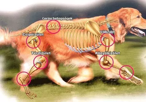 csípő dysplasia fájdalom vállfájdalom kezelésére szolgáló módszerek