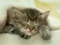 Macska alvás közben